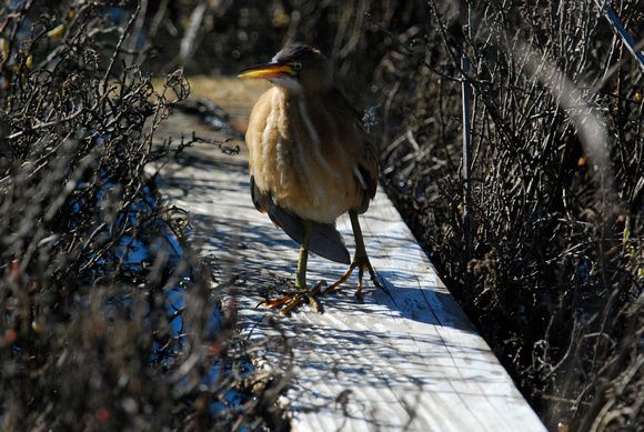 Least Bittern with drooping wing