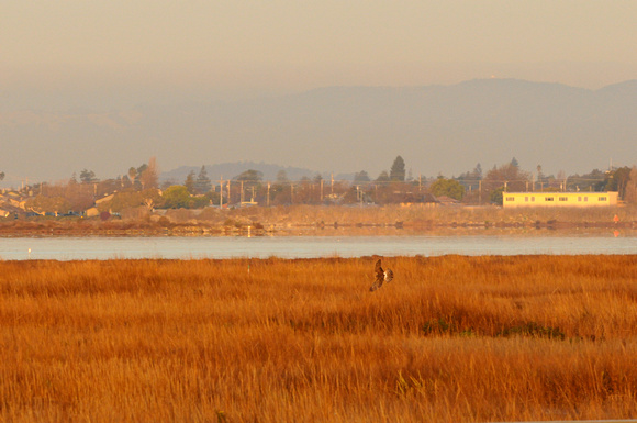 Arrowhead marsh, Oakland