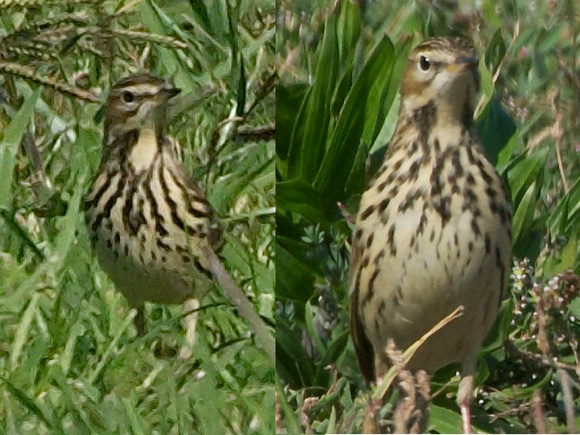 Two Red-throated Pipits-Asian vagrants