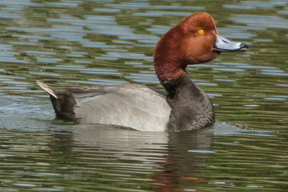 Redhead courting posture