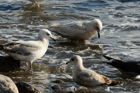 Thayer's, Iceland and Mew Gulls