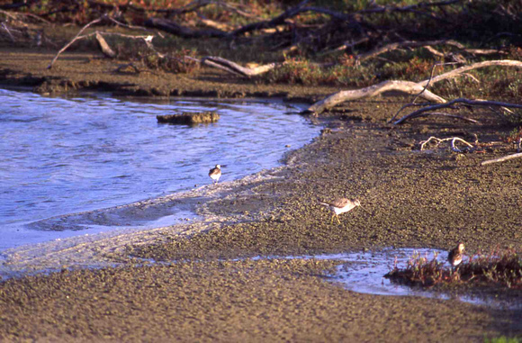 long-billed dowitcher and sharp-tailed sandpiper on Wake