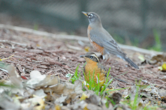Varied Thrush and Robin together