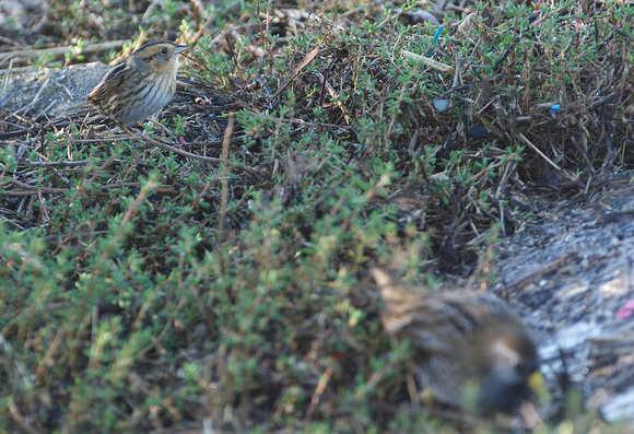 Nelson's Sparrow and Sora