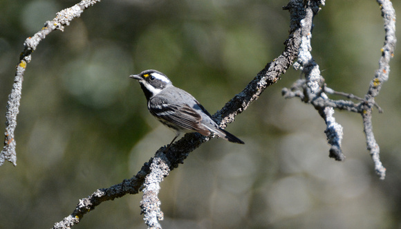 Black-throated Gray Warbler in context