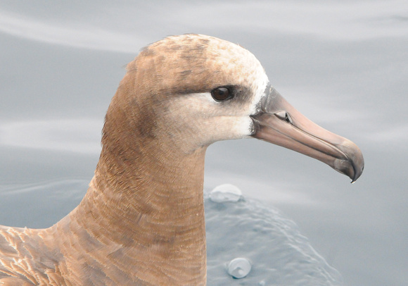 eye of the albatross