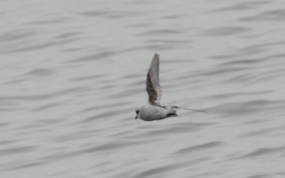Fork-tailed storm petrel
