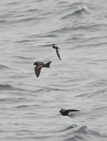 Ashy and Wilson's storm-petrels