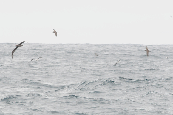 first appearence of Hawaiian petrel
