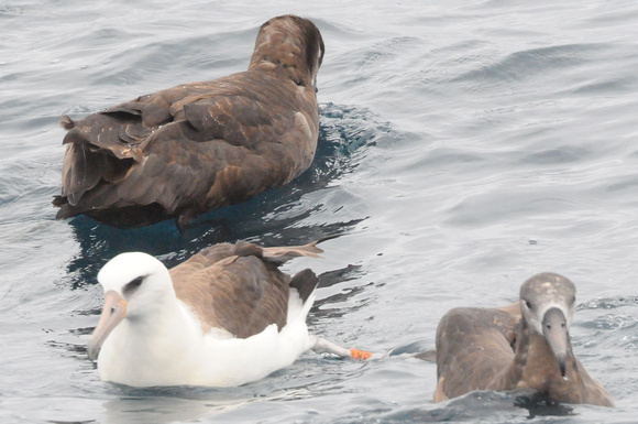 Banded Laysan Albatross