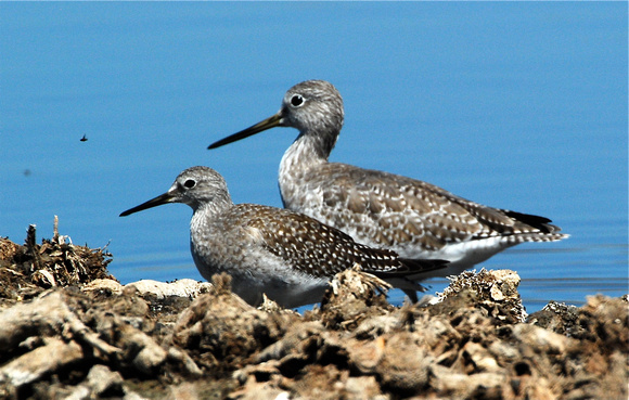 Lesser and Greater Yellowlegs