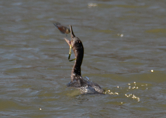 Neotropic Cormorant w/ Sunfish