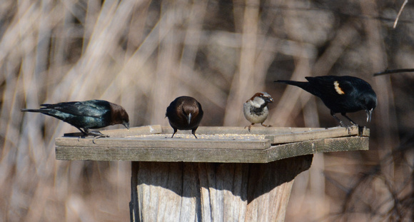 cowbird house sparrow blackbird