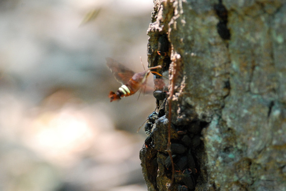 Hummingbird Moth. stink bugs and wasp at tree sap seep
