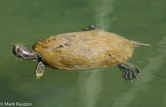 W. Pond Turtle