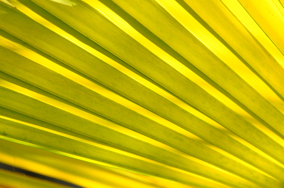 palm leaf in garden