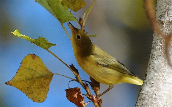 yellow warbler gleaning aphids