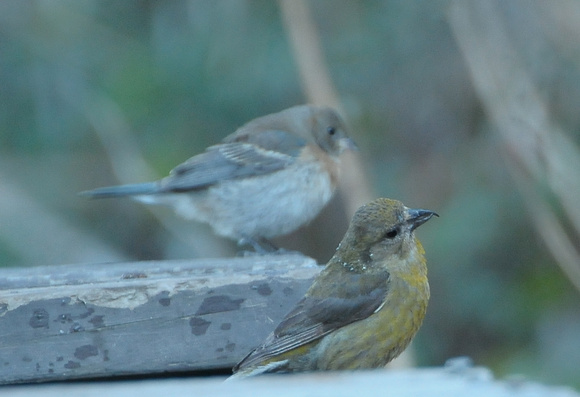 Red Crossbill and Lazuli Bunting