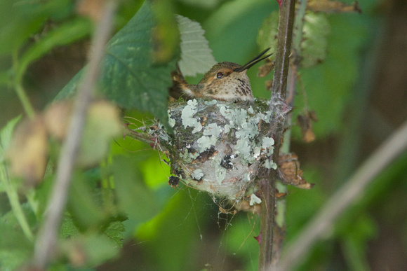 Allen's Hummingbird - female on nest