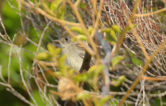 Willow Flycatcher- new yard bird