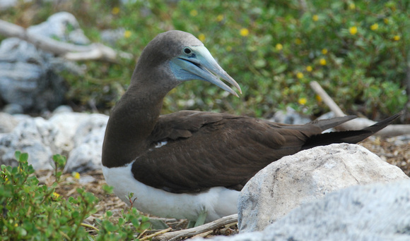 F1 generation of brewsteri X normal Brown Booby