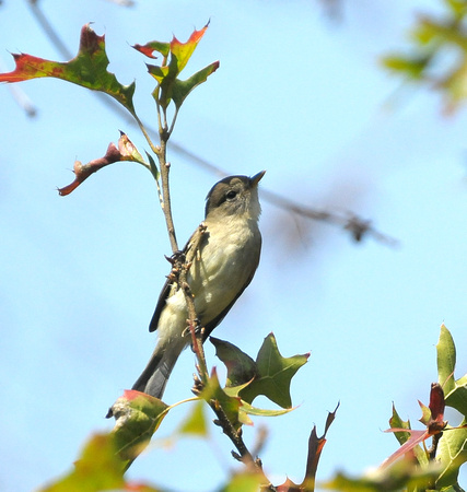 willow flycatcher in pin oak
