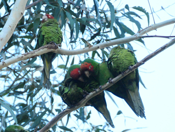 red-faced conures