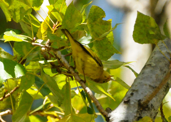 Yellow Warbler eating aphids