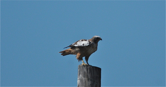 Red-tail Hawk- partially leucistic