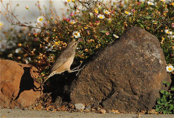 Rock Wren (Salpinctes obsoletus)