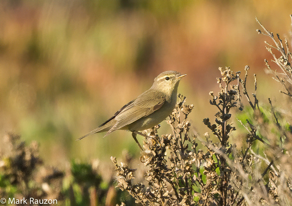 Willow Warbler ( Phylloscopus trochilus) from Siberia- 1st record in CA and lower US