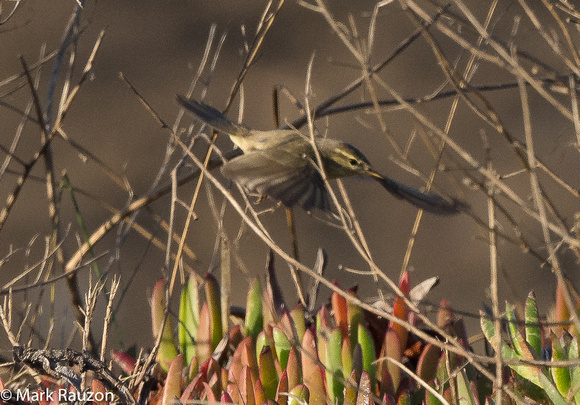 Willow Warbler ( Phylloscopus trochilus) from Siberia- 1st record in CA and lower US