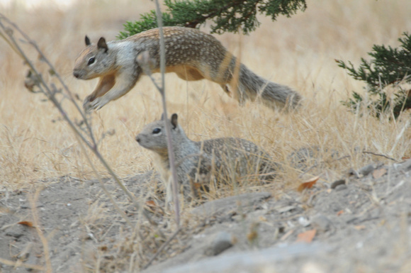 California ground squirrels