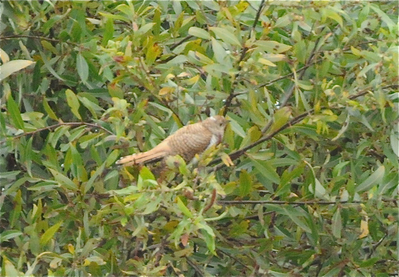 Common Cuckoo (Cuculus canorus)- juvenile