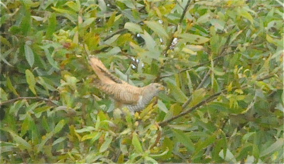 Common Cuckoo with caterpillar