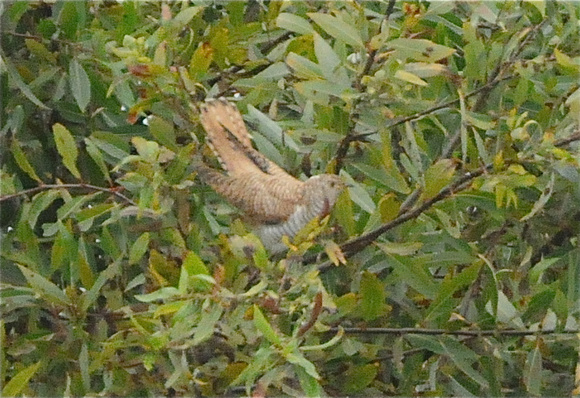 Common Cuckoo-juvenile