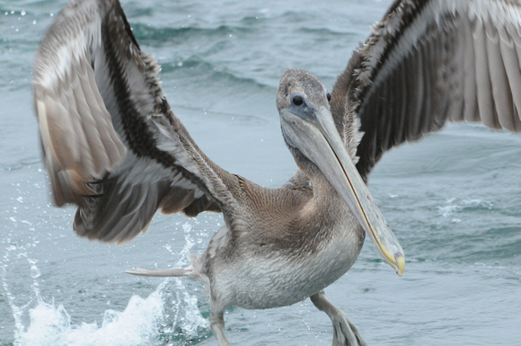 immature pelican