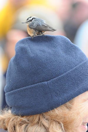red-breasted nuthatch at sea on head