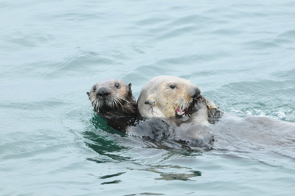 Mother and Pup sea otter