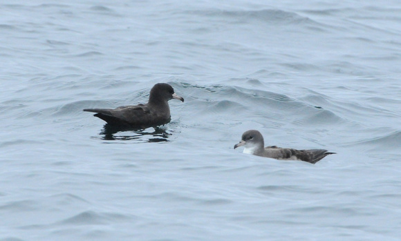 Flesh-footed and Pink-footed Shearwaters