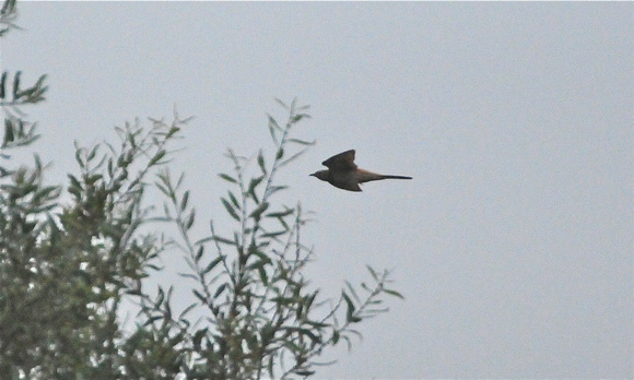 cuckoo flying