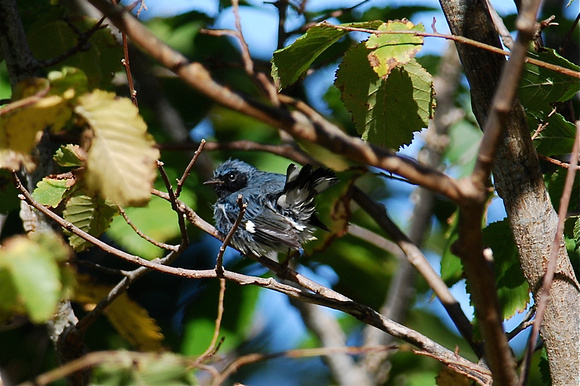 blue-throated blue warbler, Fort Mason, SF