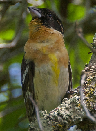 Black-headed Grosbeak -first year male