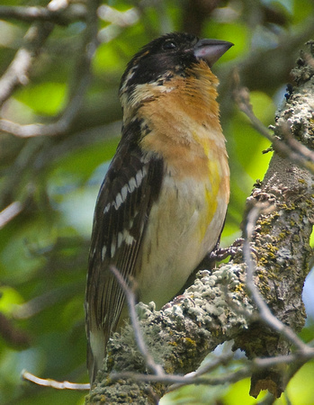 Black-headed Grosbeak- young male