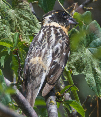 Black-headed Grosbeak- young male