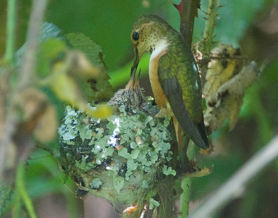 Allen's Hummingbird - female w/ chicks