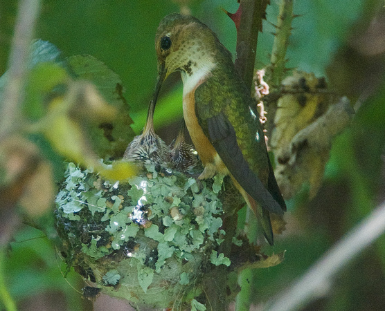 Allen's Hummingbird - feeding 2 chicks
