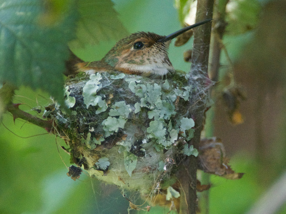 Allen's Hummingbird - female on nest