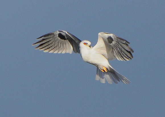 ARCHANGEL-  the White-tailed Kite