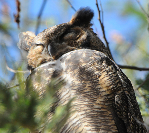 Great Horned Owl asleep